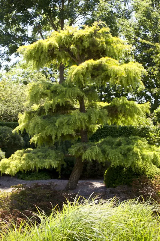 Cedrus lib. 'Atlantica' 175-200   C35 - afbeelding 2