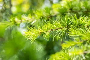 Cedrus lib. 'Atlantica' 175-200   C35 - afbeelding 3