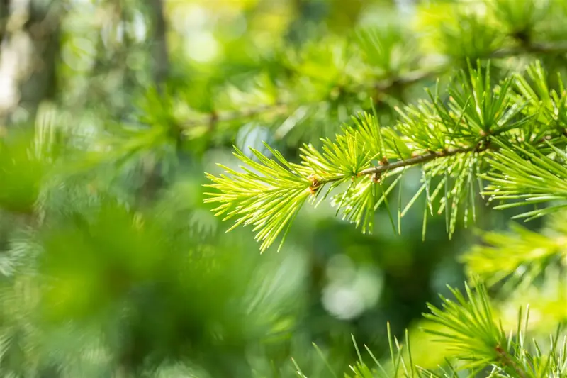 Cedrus lib. 'Atlantica' 175-200   C35 - afbeelding 4