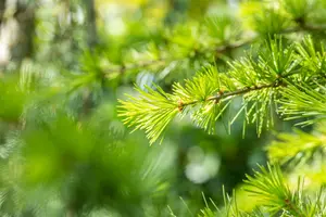 Cedrus lib. 'Atlantica' 175-200   C35 - afbeelding 4