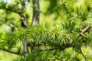 Cedrus lib. 'Atlantica' 175-200   C35 - afbeelding 5