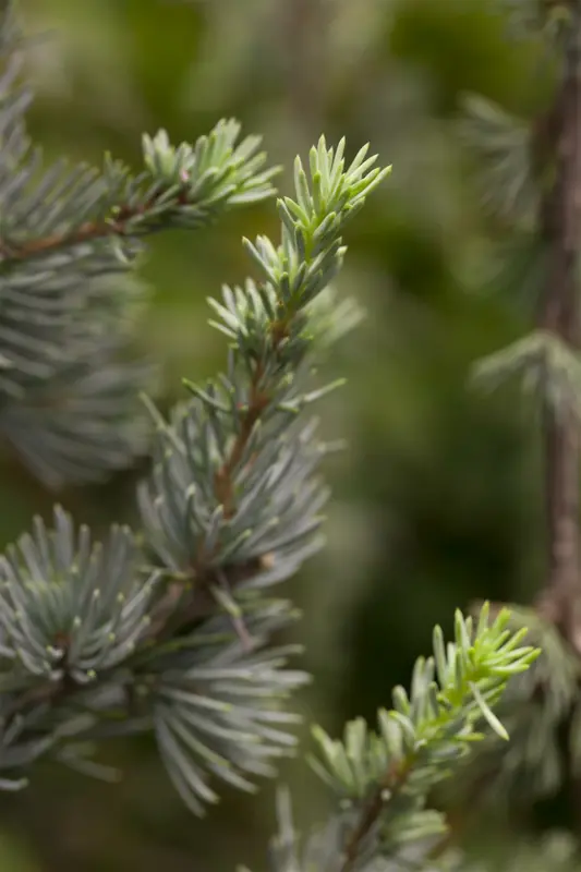 cedrus lib. 'glauca' (100-125 cm)