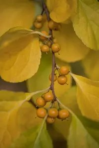 celastrus orbiculatus (50- 60cm) - afbeelding 5