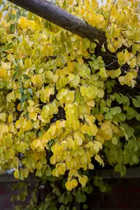 celastrus orbiculatus (50- 60cm) - afbeelding 3