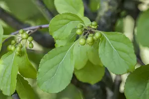 celastrus orbiculatus (50- 60cm) - afbeelding 2