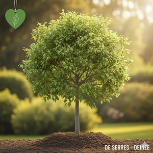 celtis australis 10/12 C30