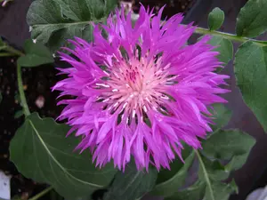 centaurea dealbata P10.5