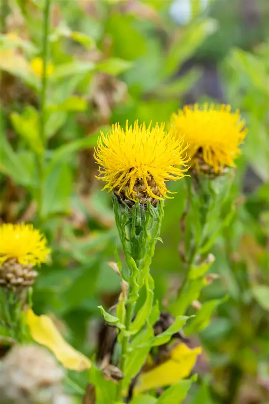 centaurea macrocephala P10.5 - afbeelding 1