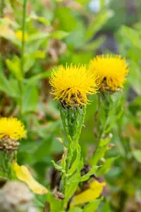 centaurea macrocephala P10.5 - afbeelding 1