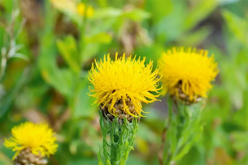 centaurea macrocephala P10.5 - afbeelding 2