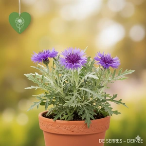 Centaurea montana 'Amethyst Dream' P9