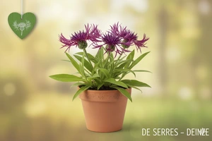 Centaurea montana 'Jordy'® P9