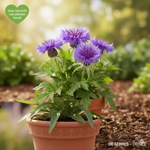 Centaurea scabiosa P9