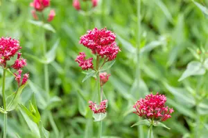 Coccineus - afbeelding 7
