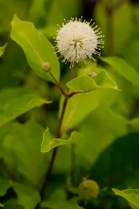 cephalanthus occidentalis (30- 40cm) - afbeelding 3