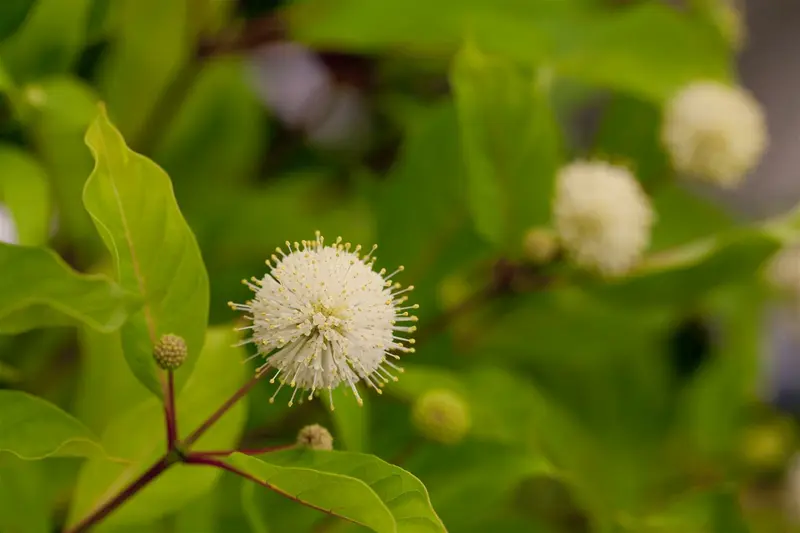 cephalanthus occidentalis (30- 40cm) - afbeelding 2