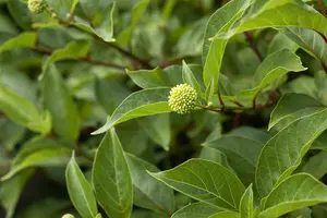 cephalanthus occidentalis (30- 40cm) - afbeelding 3