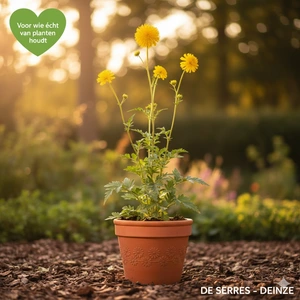 Cephalaria gigantea P9