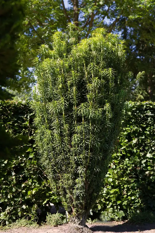 Cephalotaxus harr. 'Fastigiata' 100-120   C65 - afbeelding 3