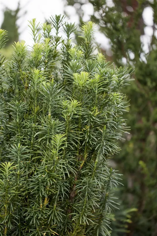 Cephalotaxus harr. 'Fastigiata' 50- 60   C11 - afbeelding 2