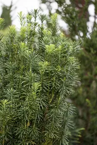 Cephalotaxus harr. 'Fastigiata' 50- 60   C11 - afbeelding 2