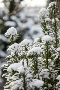 Cephalotaxus harr. 'Fastigiata' 50- 60   C11 - afbeelding 5