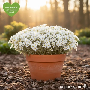 Cerastium biebersteinii P9