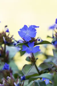 Ceratostigma plumbaginoides C2 - afbeelding 3