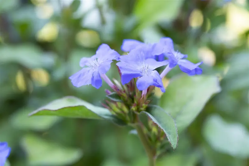 Ceratostigma plumbaginoides C2 - afbeelding 4