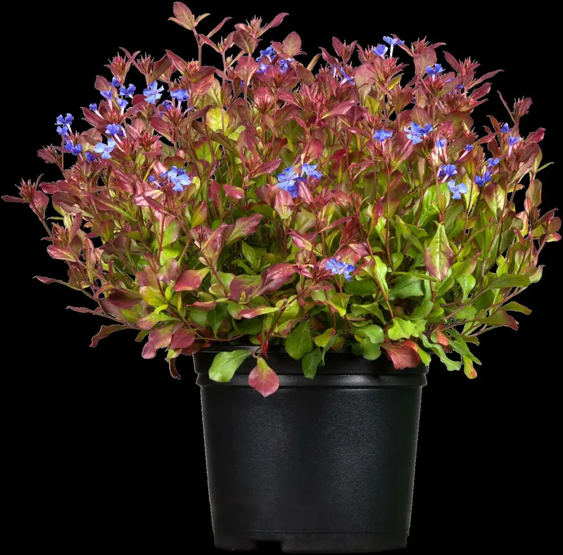 plumbaginoides - afbeelding 6