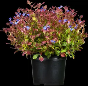 plumbaginoides - afbeelding 6