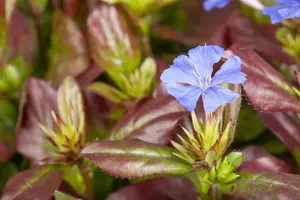 plumbaginoides - afbeelding 9