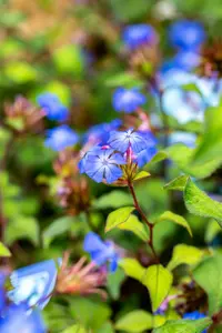 ceratostigma willmottianum (30- 40cm) - afbeelding 2