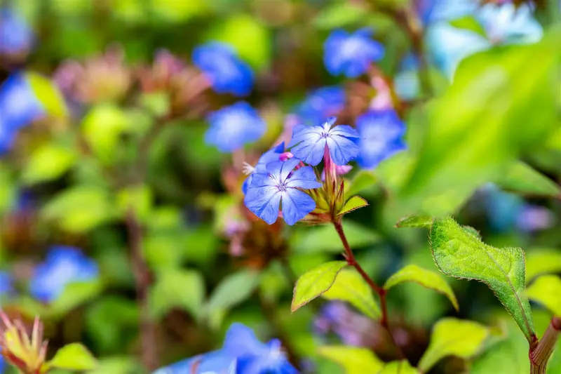 ceratostigma willmottianum (30- 40cm) - afbeelding 1