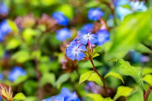 Ceratostigma willmottianum C7,5 - afbeelding 1