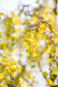 Cercidiphyllum jap. 'Pendulum' 6/ 8 HO C - afbeelding 2