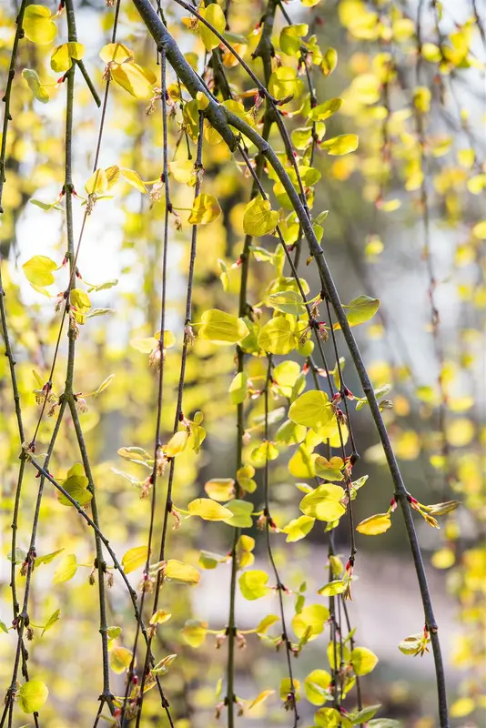 Cercidiphyllum jap. 'Pendulum' 6/ 8 HO C - afbeelding 3