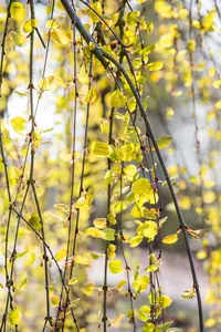 Cercidiphyllum jap. 'Pendulum' 6/ 8 HO C - afbeelding 3