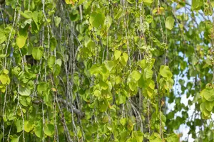 Cercidiphyllum jap. 'Pendulum' 6/ 8 HO C - afbeelding 5