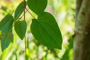 cercidiphyllum japonicum 14/16 C - afbeelding 3