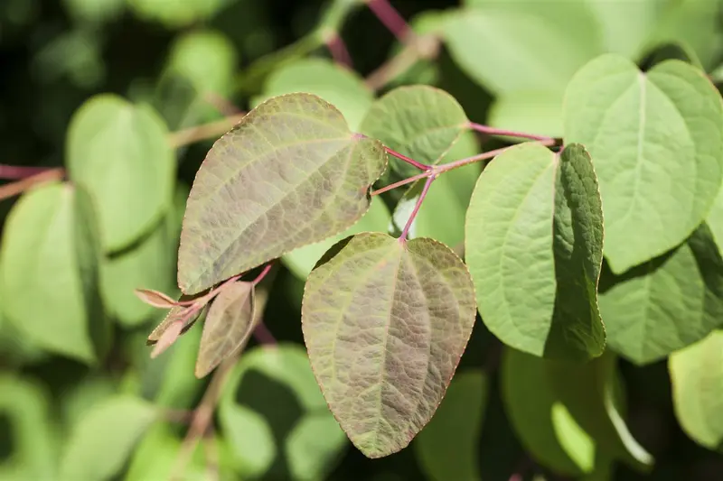 cercidiphyllum japonicum 14/16 C - afbeelding 4