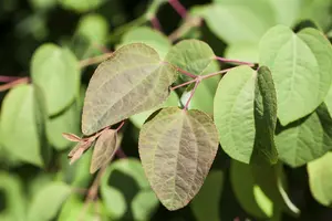 cercidiphyllum japonicum 14/16 C - afbeelding 4
