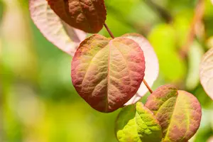 cercidiphyllum japonicum 16/18 C - afbeelding 5