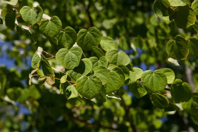 cercidiphyllum japonicum 16/18 C - afbeelding 1