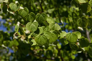 cercidiphyllum japonicum 16/18 C - afbeelding 5