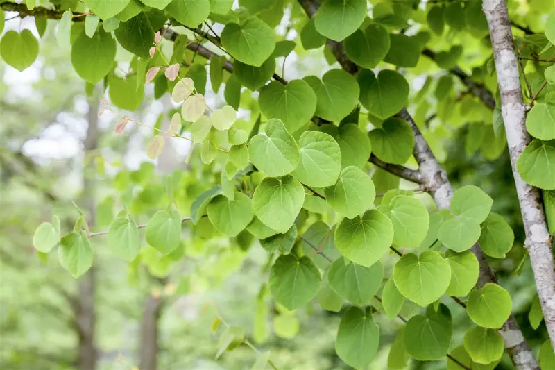 Cercidiphyllum japonicum 250-300   C90 MRST - afbeelding 2