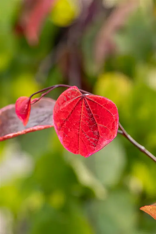 Cercis can. 'Carolina Sweetheart'® 125-150   C20 - afbeelding 1