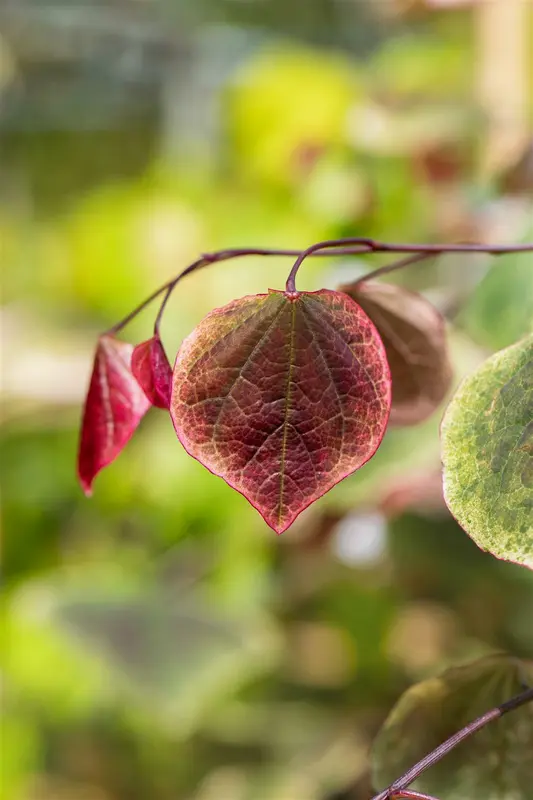 Cercis can. 'Carolina Sweetheart'® 125-150   C20 - afbeelding 4