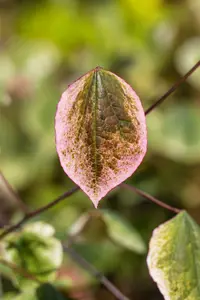 Cercis can. 'Carolina Sweetheart'® 125-150   C20 - afbeelding 3