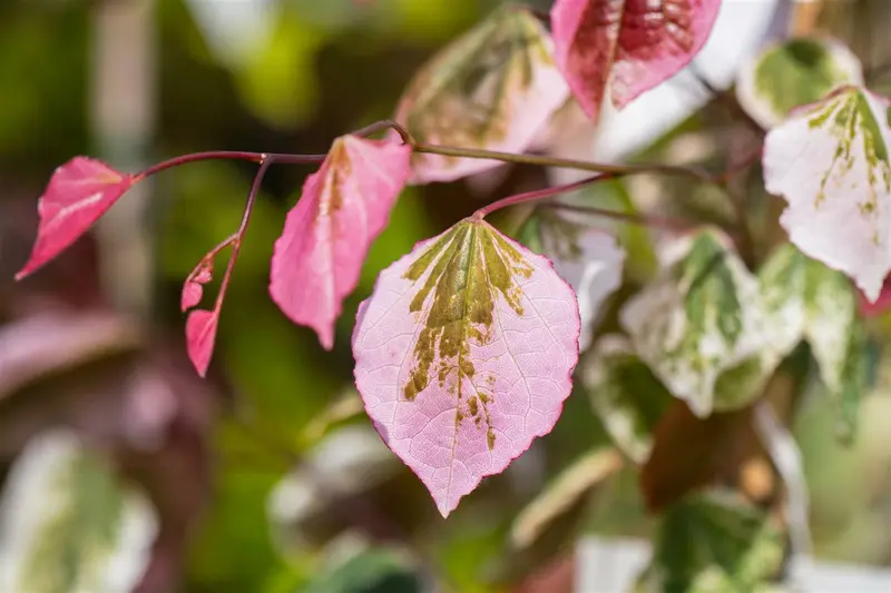Cercis can. 'Carolina Sweetheart'® 125-150   C20 - afbeelding 2